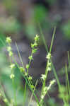 Prikly bog sedge